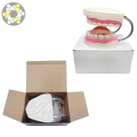 Matériel de formation pour les dents, soins dentaires, soins médicaux, modèle pour la brossage des dents