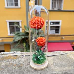 Rosa Preservada en Cúpula de Cristal, Regalo de San Valentín al por Mayor, Rosas Eternas Reales con Caja de Regalo - Product Image 5