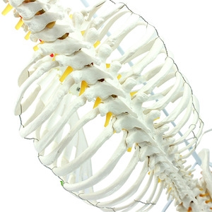 Flexible Funktion Adult 1:1 Wirbelsäule mit Becken und Sternum Modell Bandscheibe ist durchscheinend - Product Image 2