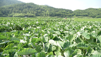 Chips de Taro Salados Fritos Exóticos Chinos con Sabor a Limón, Sin Grasas Trans, Certificados por FSSC22000