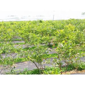 Film de <span class=keywords><strong>paillage</strong></span> <span class=keywords><strong>pour</strong></span> l'agriculture en serre, perméable à l'eau, <span class=keywords><strong>pour</strong></span> les légumes et les cultures - Product Image 2