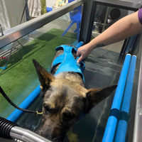 Tapis roulant motorisé électrique imperméable pour la rééducation et l'entraînement physique à domicile pour chiens de taille moyenne, pour les cliniques vétérinaires