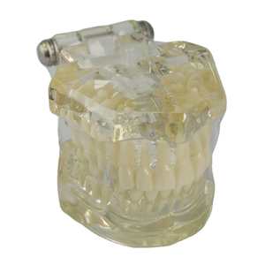 Modèle de dents claires orthodontiques dentaires sans support - Product Image 2