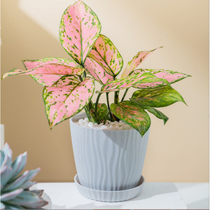Simple <b>Plastic</b> Flower Pots With Trays Ripple Design For Home Indoor <b>Plants</b> Ivory White Jungle Green - Product Image 3
