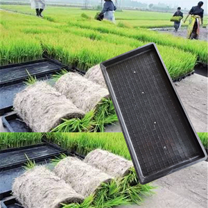 <b>Hydroponic</b> 54*28CM Flat Paddy Microgreens <b>Seeding</b> Tray Nursery for Wheatgrass , Fodder, Rice ,sprouts ,vegetable - Product Image 4