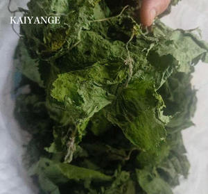 KAIYANGE Feuilles de marrue entières séchées naturellement à la machine, sans additifs, pour <span class=keywords><strong>tisane</strong></span>, vente en gros, approvisionnement direct, meilleurs produits botaniques - Product Image 1