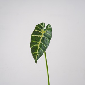 Plante artificielle CallaFloral Alocasia verte en PVC pour décoration intérieure, branche unique MW20213 - Product Image 3