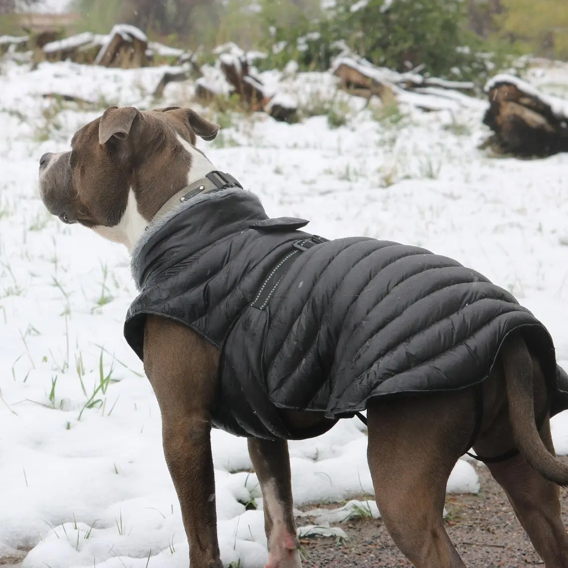 Qiqu-ropa personalizada de diseño Bull Terrier, chaleco de plumón a prueba de viento, abrigo grande para perro, traje
