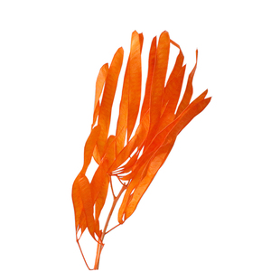 ดอกไม้<span class=keywords><strong>ลาบ</strong></span><span class=keywords><strong>ลาบ</strong></span>์อบแห้งแบบถาวร ทำมือ DIY ตกแต่งห้องรับปริญญา ใช้งานได้นาน 3-5 ปี จากโรงงานยูนนานโดยตรง - Product Image 2