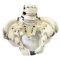 Mannequin de bassin recouvert de tissu avec repères palpables |   Simulateur d'enseignement obstétrical au design réaliste pour la science médicale et la formation en sage-femme