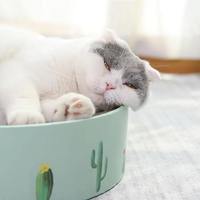 Offre Spéciale : Griffoir Rond en Carton pour Chat, Lit de Griffoir Ondulé, Design Mignon Motif Cactus pour Chats d'Intérieur