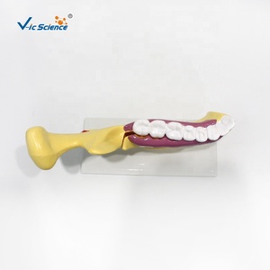 Modelo de Anatomía Dental y Molares para Consultorio Dental, Modelo de Demostración Dental, Modelo de Estudio de Implantes Dentales, Anatomía Dental - Product Image 5