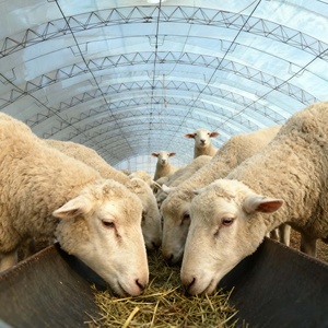 Sheep Feeding Trough and <strong>Hay</strong> <strong>Rack</strong>, Galvanized Steel Design for Group Feeding Management - Product Image 3