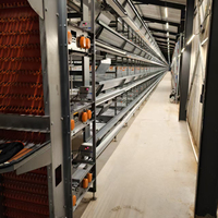 Cage à poules pondeuses entièrement automatique en H avec système d'alimentation, d'abreuvement, de collecte des œufs et de nettoyage du fumier