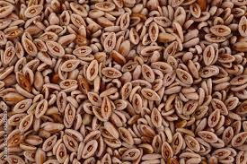 เมล็ด isabgol บริสุทธิ์100% (เมล็ด psyllium Plantago ovata Forst) ถุงบรรจุอาหารแบบหลวมราคาขายส่ง - Product Image 2