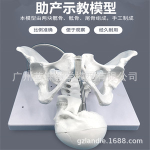 Modèle d'enseignement en obstétrique fœtale, modèle pelvien féminin, modèle pelvien d'accouchement, enseignement de l'accouchement, modèle pelvien - Product Image 3