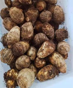 Cây trồng mới khoai môn tươi nước rửa khoai môn nhà máy giá thấp khoai môn - Product Image 4