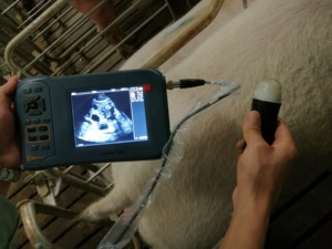 FarmScan Cochon Mouton Chèvre Échographe Systèmes Échographe Portable pour la <span class=keywords><strong>grossesse</strong></span> diagnostics - Product Image 6