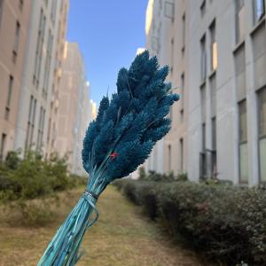 Venta al por Mayor de Hierba de Phalaris Seca Natural de Alta Calidad, Teñida con Colores, para Floristerí<span class=keywords><strong>a</strong></span>, Ramo de Hierba Seca, Decoración del Hogar, Bricolaje, Bodas, Navidad - Product Image 5