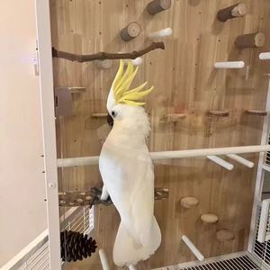 Cage pour perroquets personnalisable Grande maison <span class=keywords><strong>d</strong></span>'oiseau en bois Fabricant <span class=keywords><strong>Prix</strong></span> de gros pour Ara Cacatoès Villa écologique Volière - Product Image 3