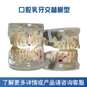 Modelo de Dientes Permanentes Primarios para Pacientes Dentales Pediátricos, Cristal Transparente, Herramienta de Comunicación Médico-Paciente, Ciencia Médica - Product Image 4