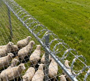 Bobine de fil de fer galvanisé plongé à chaud de haute qualité pour la clôture de maille de sécurité <span class=keywords><strong>Services</strong></span> de fabrication haut de gamme - Product Image 5