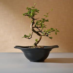 Disque en céramique émaillée de style japonais pour arrangement de fleurs, décoration d'intérieur rétro et plateau à eau d'<span class=keywords><strong>apprentissage</strong></span> pour débutants, <span class=keywords><strong>pot</strong></span> à fleurs - Product Image 1