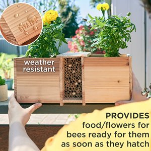 Rivajam Xây Dựng Một Bee Nhà Trồng Hộp Nhà Máy Kit Cho Trẻ Em Làm Vườn Cho Trẻ Em Gỗ Thủ Công Mỹ Nghệ Bộ Dụng Cụ Dự Án - Product Image 5