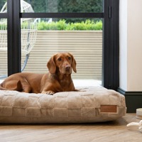 Lit de luxe pour chien de compagnie grand chat fabricant en gros beaucoup de couleurs grand chien canapé tapis produits lits et accessoires pour animaux de compagnie