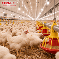 Système d'élevage automatique de poulets de chair, ensemble complet d'équipements d'élevage avicole pour ferme commerciale, vente en gros