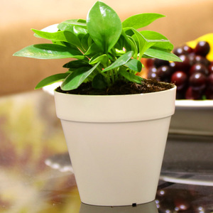 Maceta Moderna de Resina Plástica Transpirable Wei Cheng Xing, Diseño Simple, para Balcón, Interior, Plantas Verdes y Suculentas - Product Image 2