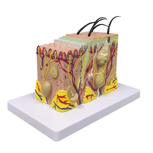 35 fois Élargie L'anatomie Humaine Tissus Cutanés Structure Modèle Avec Cheveux Pour L'enseignement De La Biologie