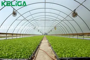 Single Span Greenhouse Mental Frame Plastic Film Tunnel Vegetables Seeds Tomato Greenhouse Agricultural Greenhouse