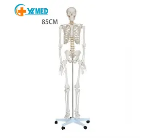 Medische Wetenschap Educatief Anatomisch Medisch Menselijk Plastic Skeletmodel 180Cm Te Koop