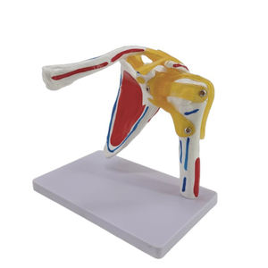 Modelo anatómico 1:1, modelo de articulación de hombro de tamaño real, suministros de enseñanza de ligamento, modelo de esqueleto humano de hombro de ciencia médica - Product Image 6