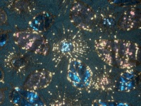 Tissu tissé de broderie de paillettes bleu paon Offre Spéciale avec le transparent métallique pour des accessoires de mariage-OEM robe Textile