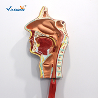 Modelo Anatómico del Sistema Digestivo Humano, Modelo Completo del Tracto Alimentario para la Enseñanza Médica en Gastroenterología, CE/ISO/ROHS/CNAS