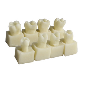 Modelos de Resina para Práctica de Odontología y Rellenos Dentales, Material Plástico Manual para Prácticas de Resina Dental - Product Image 2