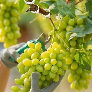 Modern Style Biodegradable PLA <strong>Tomato</strong> Plant Lock Clips for Fixed Vine Gardening Accessories Plant Support Factory Sale - Product Image 4