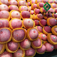 Yantai Rode Fuji Appel |   Zoet vers fruit |   Chinese exportleverancier