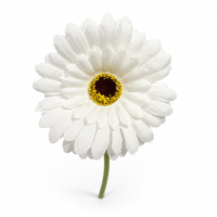 Bunga Gerbera Daisy Sutra Putih Grosir, Tangkai Tunggal 10cm (3.9 Inci), Kepala Bunga 30cm (11.8 Inci), Buatan Tangan, Ringan, Untuk Pernikahan