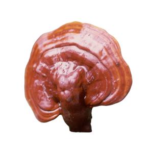 תוספת מפעל oem/odm תמיסת פטריות באיכות גבוהה reishi johnkn <span class=keywords><strong>ganoderma</strong></span> לוסידום - Product Image 2