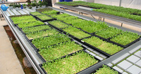Plateaux de semis plats en plastique de polystyrène hydroponique robuste 1020 microgreands