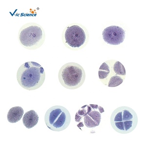 Juego de Portaobjetos de <span class=keywords><strong>Microscopio</strong></span> para Ciencias Médicas, Muestra de <span class=keywords><strong>Mitosis</strong></span> y Meiosis de Zea Mays, Material Educativo para la Enseñanza - Product Image 1