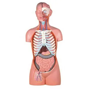 17 parti 85cm Senza Sesso Torso di formazione medica uso Senza Sesso Torso corpo umano modello di anatomia