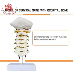 Wervelkolom Model Levensgroot 7 Halswervels Occipitale Botmodel Prothese Medische Halswervel Menselijk Anatomisch Model - Product Image 4