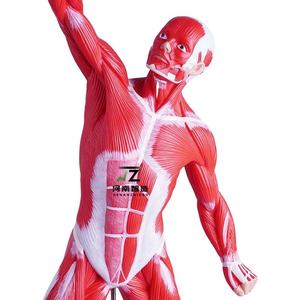 Modèle d'enseignement médical de haute qualité, représentant la partie inférieure du tronc humain, avec musculature anatomique peu profonde, 5 cm - Product Image 3