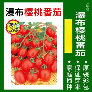 ผักพันธุ์ดี ให้ผลผลิตสูงและออกผลเร็ว เหมาะสำหรับปลูกตกแต่งสวนดอกไม้ - Product Image 2