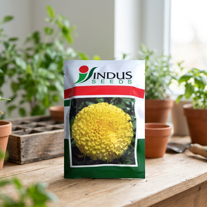 Semillas de Caléndula de Alta Calidad de la India, Paquete de 100 Semillas Gendha, Color Néctar Amarillo, INDUS SEEDS - Product Image 3