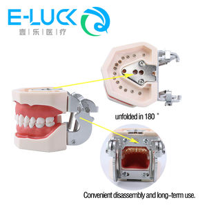Modello di dente per cure odontoiatriche per l'insegnamento del modello di dente dimostrativo del dentista - Product Image 5